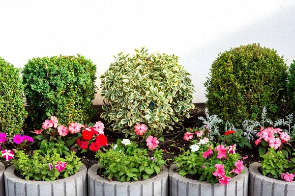 Blomma Säng Med Lummiga Buskar Bakgrunden Vit Vägg Främre Grå — Stockfoto