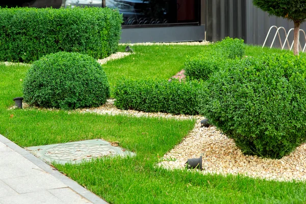 Ön planda çakıl taşları ve boxwood çalılar ile malçlama ile Peyzaj bir rögar, detay closeup.