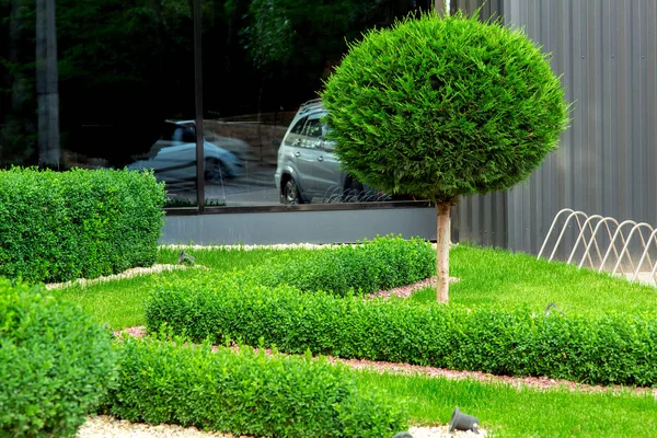Landscape Design Mulching Pebbles Lawn Boxwood Bushes Evergreen Tree Background — Stock Photo, Image