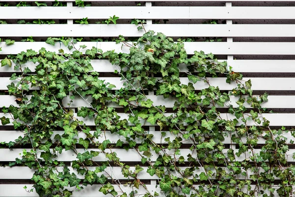 ivy climbing on white boards of a wall, close up of a decorative wooden fence.