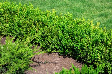 güneşli bir yaz gününde thuja ile çim ile çim yeşil yapraklı boxwood çalılar ile yeşil arka bahçe bitki, kimse kadar yakın.