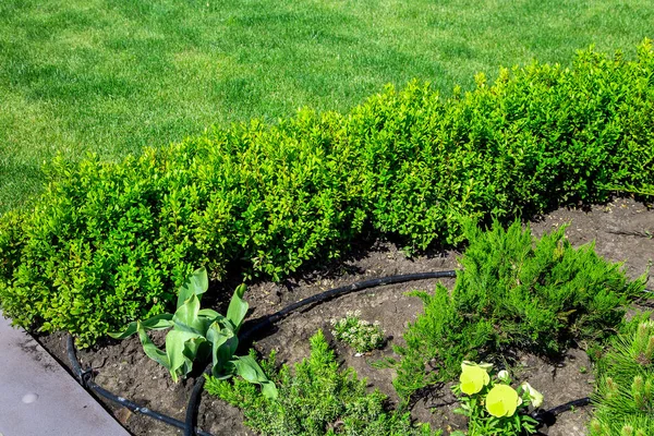 点滴灌漑で地面に成長する緑の植物と花壇 緑の芝生に対してボックスウッドの葉の茂みを持つプランテーションを閉じます — ストック写真