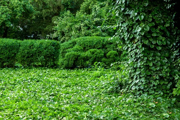 green area in the park with plants climbing ivy over the lawn and tree trunks in the background are bushes with trees.