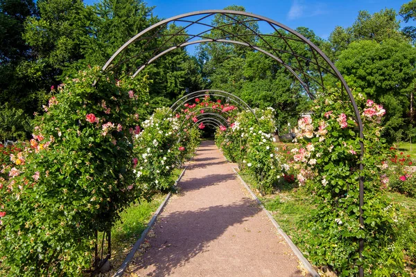 Caminho Passeio Com Arco Para Escalar Rosas Com Floração Jardim — Fotografia de Stock