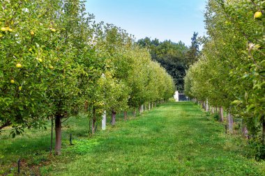 elma plantasyon bahçe ağaçları yeşil çim, elma bahçesi ile çevrili sıralar büyüyen.
