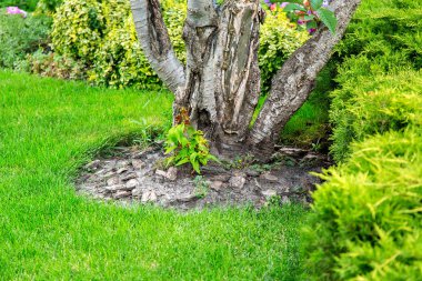 yemyeşil çalılar ve yeşil çimler arasında büyüyen bir ağacın altında bir ağaç kabuğu malçlama, bir bahçe ürün closeup.