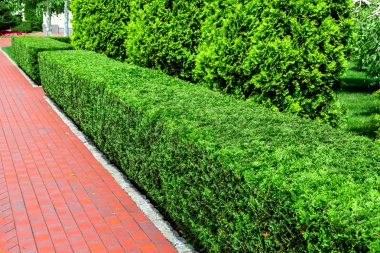 güneşli bir yaz gününde arka bahçesinde kırmızı yaya kaldırımı boyunca sheared kare thuja çalılar çit.
