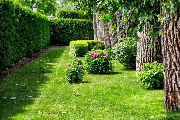 后院与常绿的树篱和花坛与草坪盛开的花朵和树冠 — 图库照片