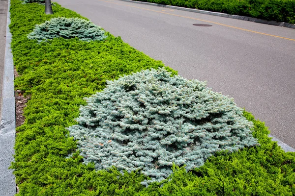 Örökzöld Thuja Fenyőfákkal Egy Napsütéses Nyári Napon Ültetett Egy Sorban — Stock Fotó