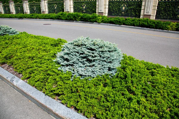 Egy Ágy Örökzöld Fenyő Thuja Növények Mentén Aszfaltozott Bekerített Egy — Stock Fotó