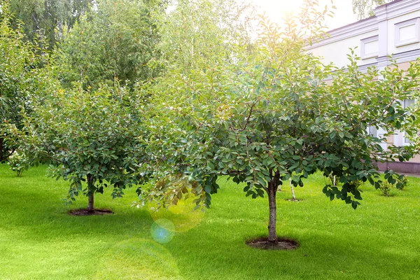 一个樱桃后院花园种植了绿色的草坪和覆盖在树干下的树干 在背景中的一个建筑和太阳耀斑 — 图库照片
