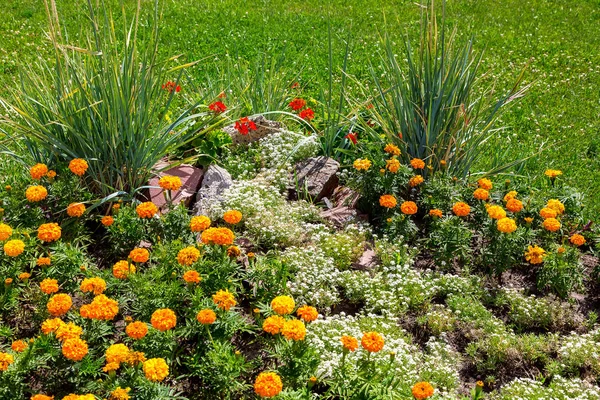 Landscaping flower beds with flowers decorated with stones, close up of spring plants.