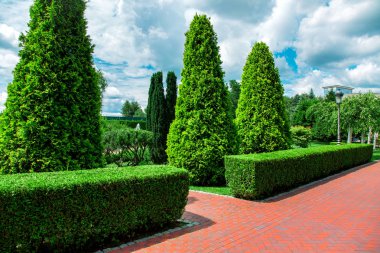 gökyüzünde bulutlar ile dökmeyen thuja ve uzun arborvitae ağaçlarının çit ile bahçede kaldırım levhalar gelen yaya sokak.