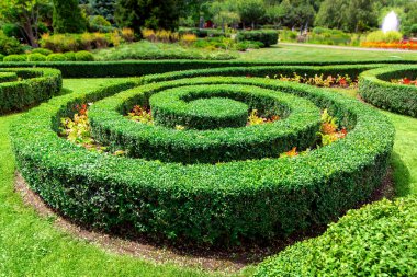 güneşli bir yaz gününde çiçeklerle bir çiçek yatağında spiral boxwood peyzaj tasarımı çit.