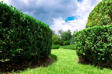 gökte bulutlar ile çim peyzaj tasarımı ile yeşil bir çim üzerinde kesilmiş boxwood dökmeyen yaprak döken çalılar çit.