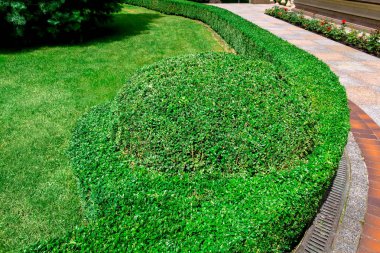 bir çiçek yatağı ile bir konut binanın arka bahçesinde boxwood çalılar ve yeşil bir çim peyzaj tasarımı çit.