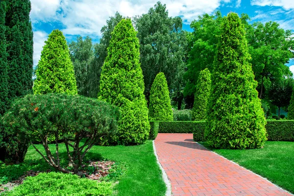 后院与红瓷砖路径 在常绿的丘哈和常绿灌木的灌木在有松树植物的花园中散步 — 图库照片