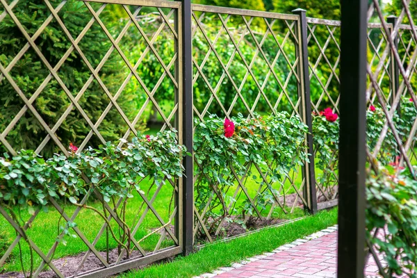 rose garden with bushes of climbing roses over the fence, back yard with green lawn and plants.