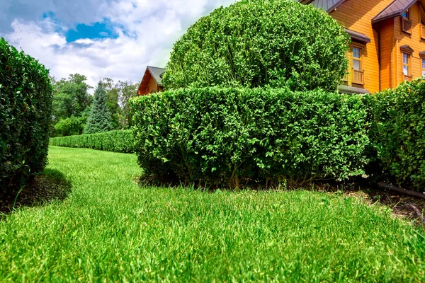 Diseño Paisajístico Seto Arbustos Boj Césped Verde Con Hierba Día —  Fotos de Stock