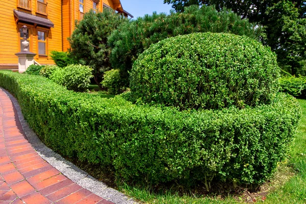 ボックスウッドの茂みと松の木の生垣を持つ家の風景デザインの裏庭 — ストック写真