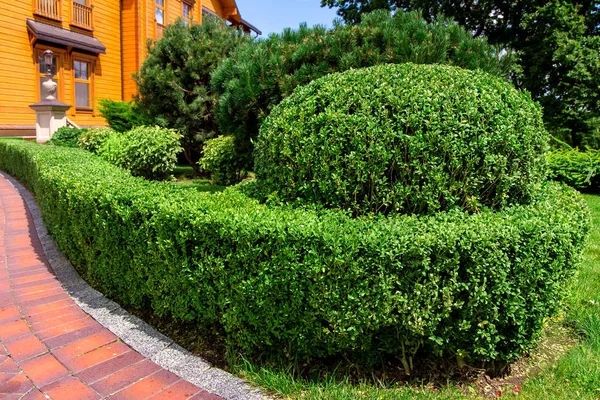 landscape design backyard of the house with a hedge of boxwood bushes and pine trees.