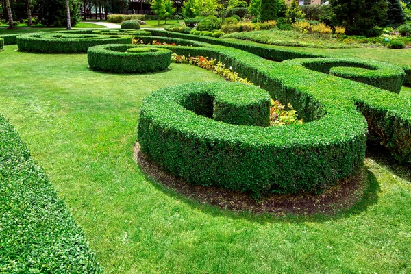 Progettazione Paesaggistica Piante Verdi Una Siepe Cespugli Bosso Che Crescono — Foto Stock