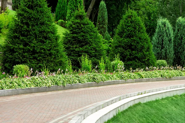 Curved Pedestrian Footpath Made Tiles Stone Curb Pine Trees — Stock Photo, Image