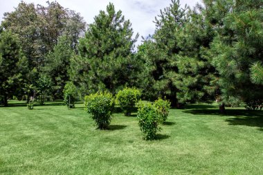 yeşil alanlarda çayır yeşil çim ve çam ağaçları ile bakımlı park, çim ile güneşli yaz parkı, kimse.