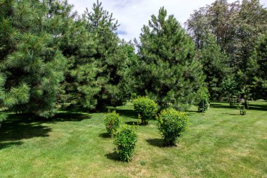 yeşil alanlarda çam ağaçları ile çalı çalılar ile bakımlı park, çim ile güneşli yaz parkı, kimse.
