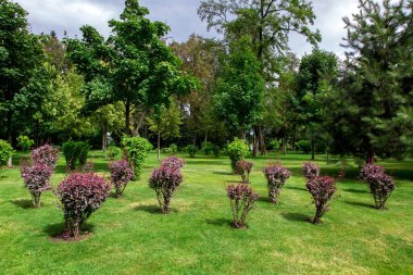 ağaçlar yeşil alanlar, güneşli yaz parkı, kimse ile çalı çalılar ile bakımlı park.