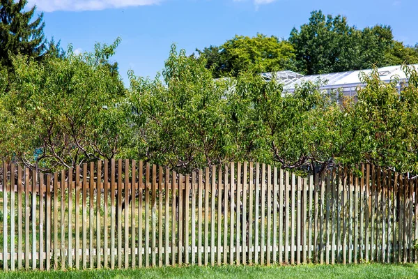 fruit peach garden with trees behind a wooden fence from planks with green lawn on a sunny summer day.