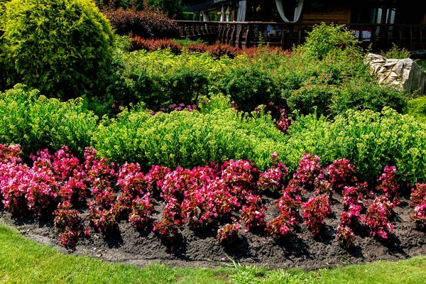 Landscaping Bloembed Grond Rode Bloemen Groene Struiken Een Zonnige Dag — Stockfoto