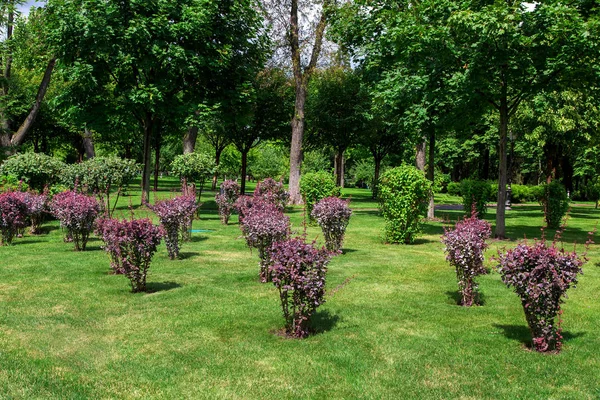 Gepflegter Garten Mit Sträuchern Und Bäumen Grünflächen Sonniger Sommertag Garten — Stockfoto