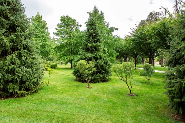 维护良好的花园 有绿色的草坪和小灌木 周围环绕着高大的松树在公园 — 图库照片