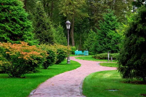 Footpath Perspective Park Bends Park Green Lawns Pine Trees Which — Stock Photo, Image