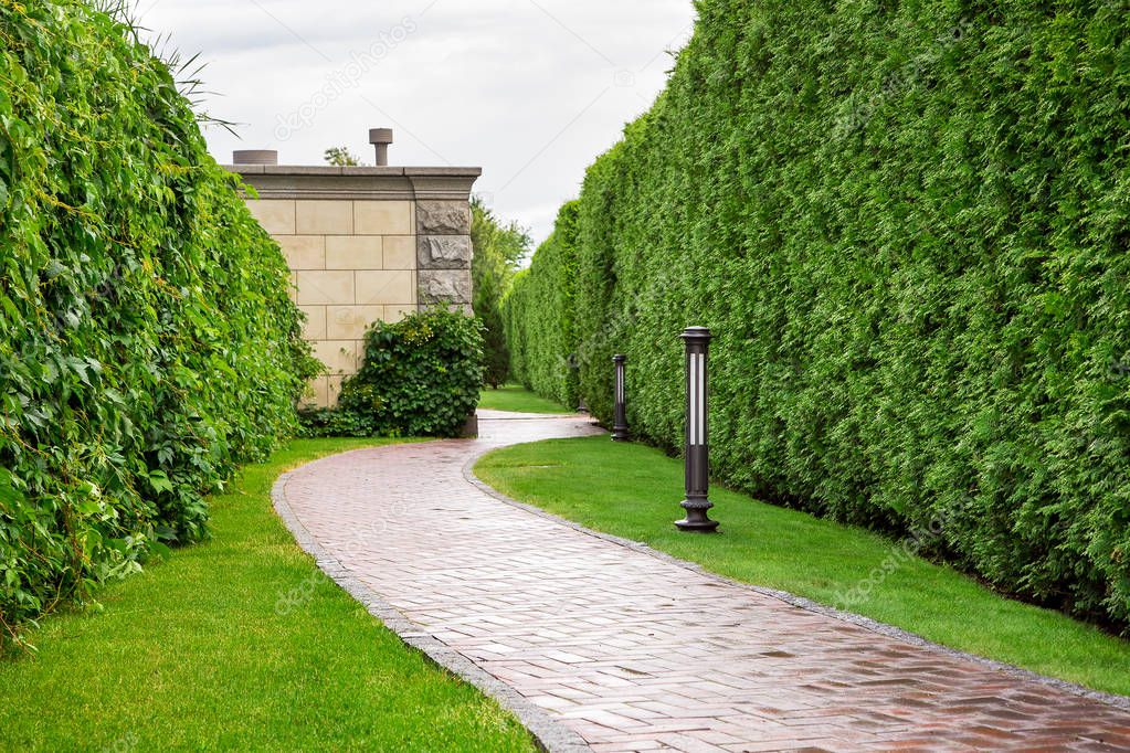 walkway along the lawn and hedge from the bush thuja in the backyard with iron ground lantern, summer day after rain.