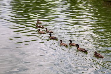Kahverengi ördek sürüsü göl boyunca suda üst üste yüzer..