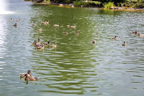 wild brown ducks swim along the pond on a summer sunny day in the background a shore with stones and plants.