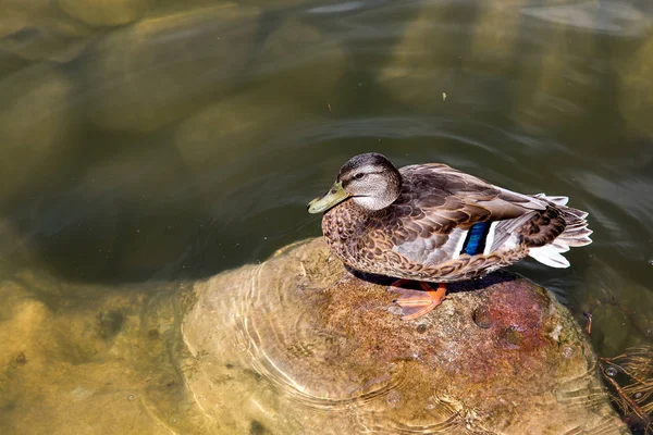 Pato Aves Aquáticas Marrom Selvagem Sentado Uma Pedra Lago Dia — Fotografia de Stock