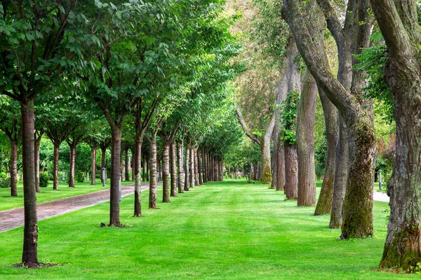 Well Groomed Park Symmetrically Planted Trees Row Green Lawn Summer — Stock Photo, Image