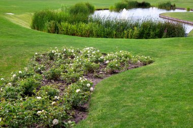 arka planda yeşil bir çim arasında beyaz gülbir çiçek yatağı ile tepelik bir çayır peyzaj tasarımı su ve sazlık ile bir gölet.