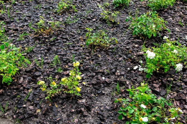 Macizo Flores Con Mantillo Corteza Árbol Para Cultivo Rosales Jardinería —  Fotos de Stock