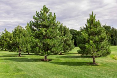 green meadow with a lawn and evergreen pine trees growing in a well-kept park, lush trees with needles. clipart