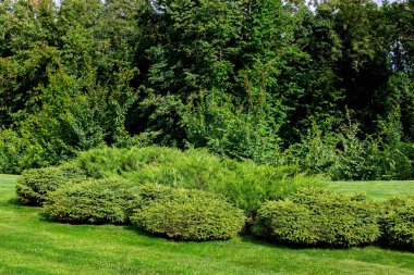 Parktaki yeşil alanlar çimenli ve yemyeşil çalıları olan, güneşli bir yaz gününde yaprakları dökülen ağaçlar..