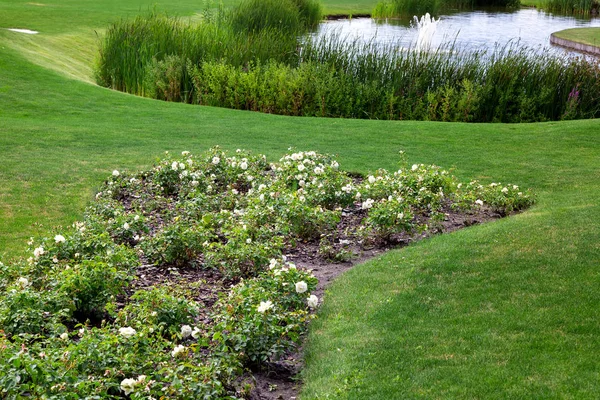 Bien Cuidado Diseño Paisaje Montañoso Prado Con Macizo Flores Rosas —  Fotos de Stock