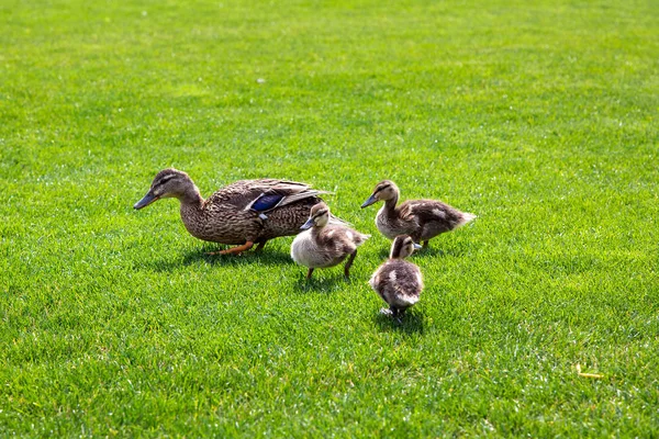 Uma Família Patos Marrons Pastam Prado Verde Dia Ensolarado Verão — Fotografia de Stock