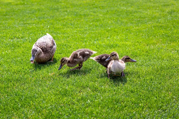 Una Famiglia Anatre Selvatiche Pascolano Prato Verde Una Giornata Estiva — Foto Stock