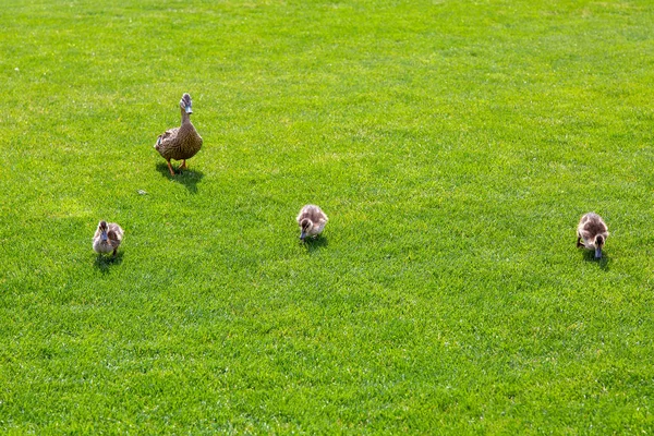 Mother Duck Leads Her Children Little Ducklings Meadow Graze Green — Stock Photo, Image