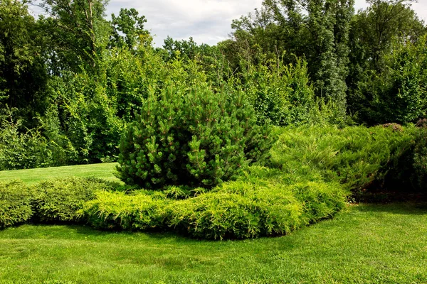 Espaces Verts Dans Parc Avec Des Buissons Persistants Des Pins — Photo