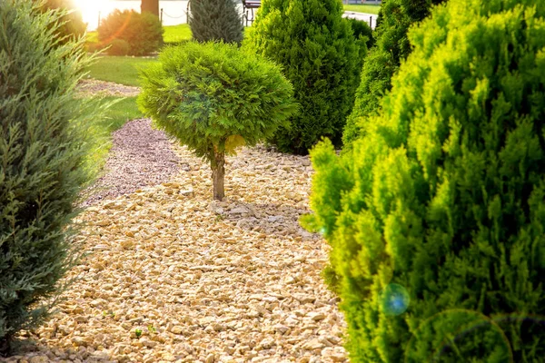 Krajobraz Ogród Projekt Rozrzuconym Kamieniem Rosnące Wiecznie Zielone Thuja Zachodzie — Zdjęcie stockowe